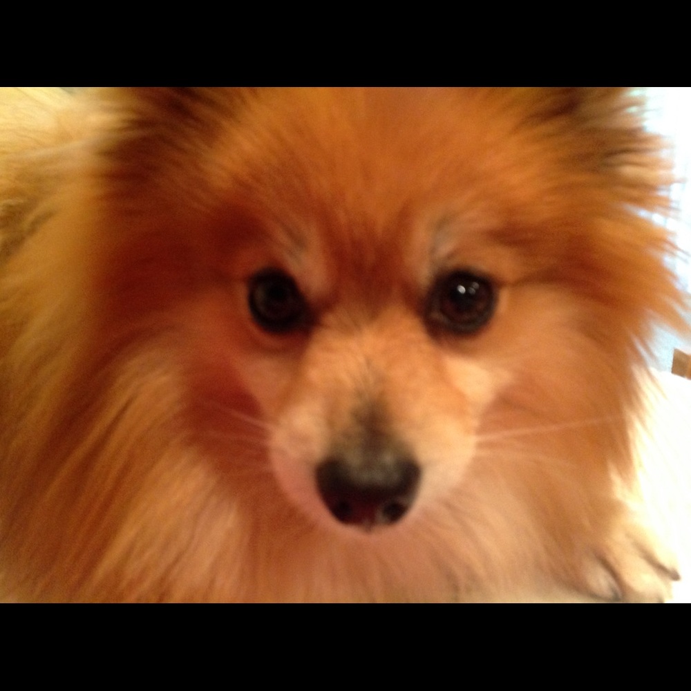 Meet your Posher, Nancy